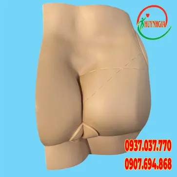 Mô hình tiêm mông